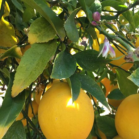 Lemon Tree Hotel Donji Seget Екстериор снимка