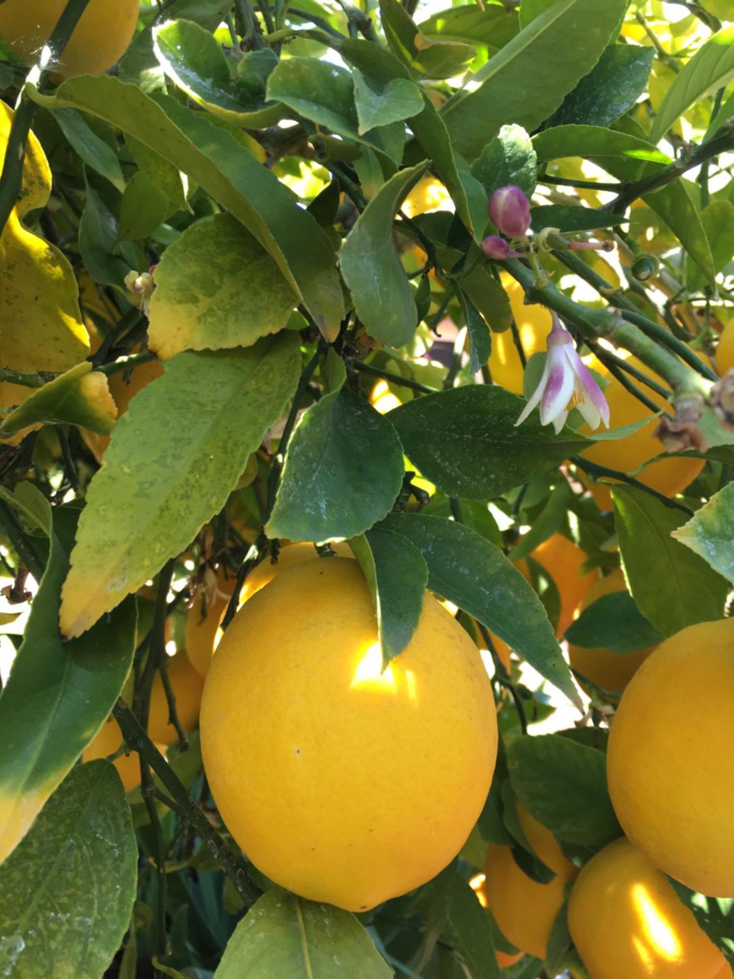 Lemon Tree Hotel Donji Seget Екстериор снимка